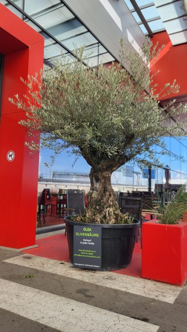 Baum Nr. 22 VERKAUFT !